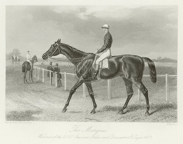 The Marquis, foaled 1859 (b  /  w photo)