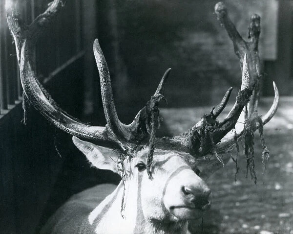 A mature Wallichs Deer stag, shedding velvet at London Zoo, October 1922 (b  /  w photo)