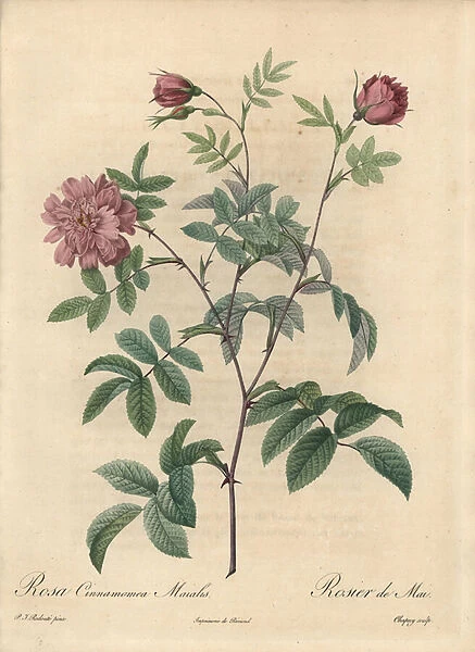 May rose or cinnamon rose - Eau forte de Chapuy, from an illustration by Pierre Joseph Redoute (1759-1840), extract from Les Roses, 1817 - May rose, Rosa majalis variety (Rosa cinnamomea maialis)