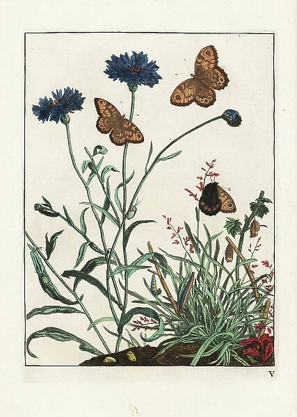 Megere (or satyre) on a blueberry (blue centauree) - Wall butterfly, Lasiommata megera, larva and pupa on cornflower, Centaurea cyanus. Handcoloured copperplate engraving drawn