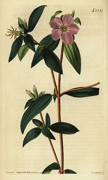 Melastoma osbeckioides. Handcoloured copperplate engraving by Weddell after an illustration by John Curtis from Samuel Curtis Botanical Magazine, London, 1822