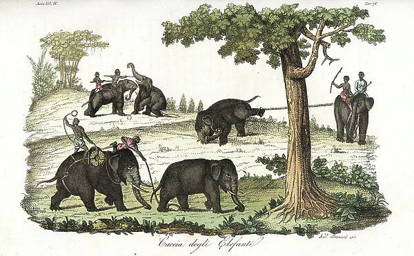 Method of catching wild elephants using lassos in Burma. Adapted from an illustration in Michael Symes Account of an Embassy to the Kingdom of Ava