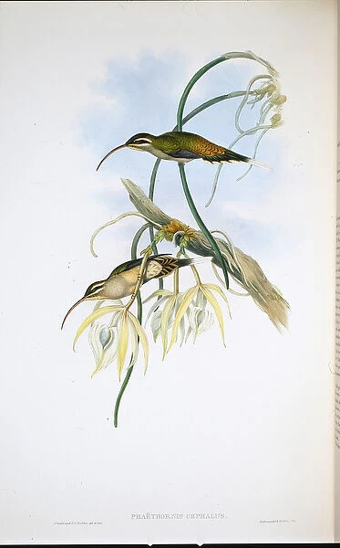 Mexican Hermit (Phaethornis Cephalus) (hand-coloured litho)
