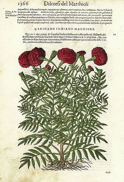 Mexican marigold or Aztec marigold, Tagetes erecta (Gerofano indiano maggiore). Handcoloured woodblock print by Wolfgang Meyerpick after an illustration by Giorgio Liberale from Pietro Andrea Mattioli's Discorsi di P.A