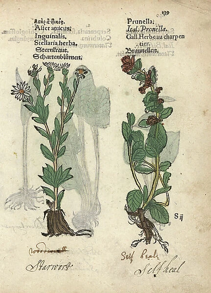 Michaelmas daisy, Aster amellus, and self-heal, Prunella vulgaris. Handcoloured woodblock engraving of a botanical illustration from Adam Lonicer's Krauterbuch, or Herbal, Frankfurt, 1557