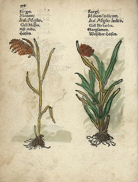 Millet, Panicum miliaceum, and great millet, Sorghum bicolor. Handcoloured woodblock engraving of a botanical illustration from Adam Lonicer's Krauterbuch, or Herbal, Frankfurt, 1557