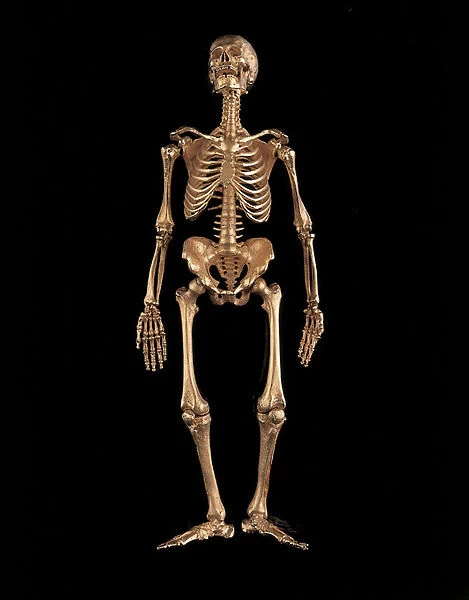 Miniature human skeleton, 1892-96 (gold) (see also 469725 to 469729)