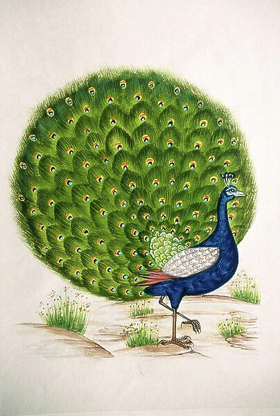 Miniature Painting on Silk Peacock