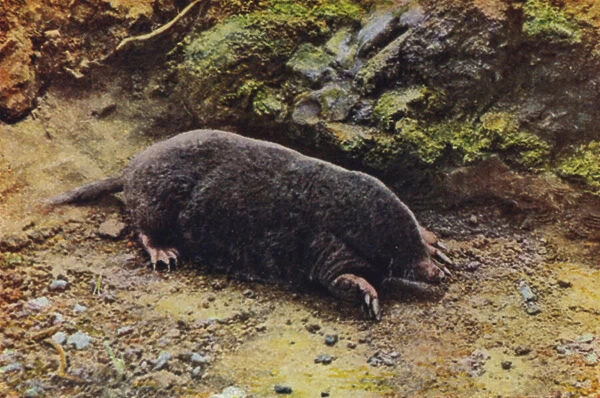 Mole, Talpa europaea (coloured photo)