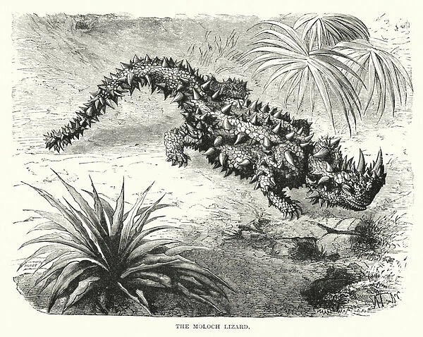 The Moloch lizard (engraving)