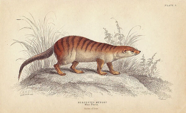 Mongoose banded, Mungos mungo (Herpestes mungo?). From a specimen in the Paris Museum. Handcoloured steel engraving by Lizars after an illustration by Charles Hamilton Smith from William Jardine's Naturalist's Library, Edinburgh, 1843
