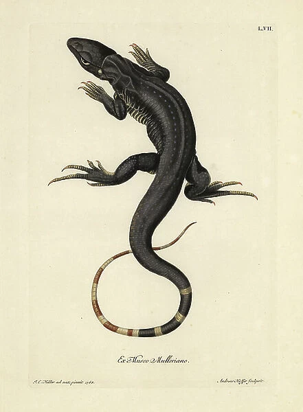 Monitor lizard, Varanus species. Handcoloured copperplate engraving by Andreas Hoffer after an illustration by Johann Christoph Keller from Georg Wolfgang Knorr's Deliciae Naturae Selectae of Kabinet van Zeldzaamheden der Natuur, Blusse and Son