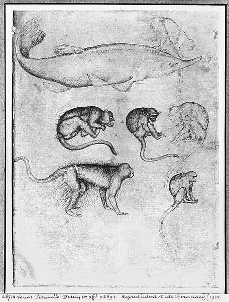 Six Monkeys and a Sturgeon, from The Vallardi Album (pen & ink on paper) (b  /  w photo)