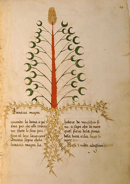 Ms 1591 Fol. 13r Herba Lunaria Maggiore (vellum)