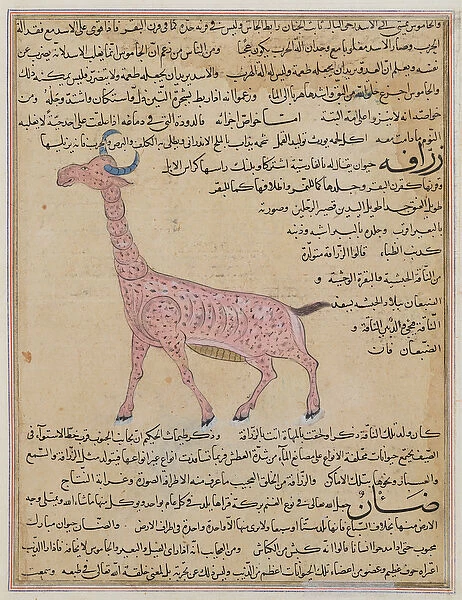 Ms E-7 fol. 180 A Giraffe, from The Wonders of the Creation and the Curiosities