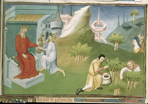 Ms Fr 2810 f. 186, Pepper harvest and offering the fruits to a king