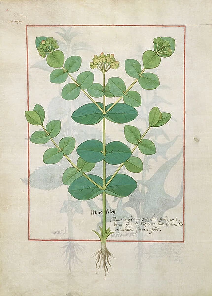 Ms Fr. Fv VI #1 fol. 156v Flower, Illustration from the Book of Simple Medicines
