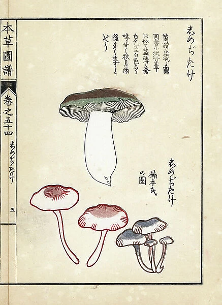 Mushrooms: shimejitake - Japanese print by Kanen Iwasaki (1786-1842), from Honzo Zufu, illustrative guide to medicinal plants, 1916 - Shimejitake mushrooms - Colour printed woodblock engraving by Kan'en Iwasaki, from ' Honzo Zufu', 1916