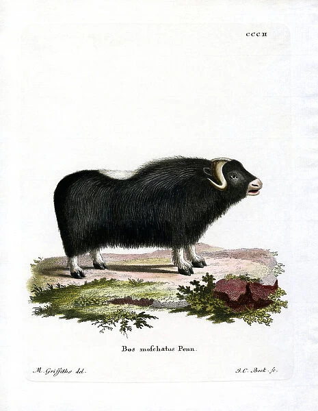 Musk Ox (coloured engraving)