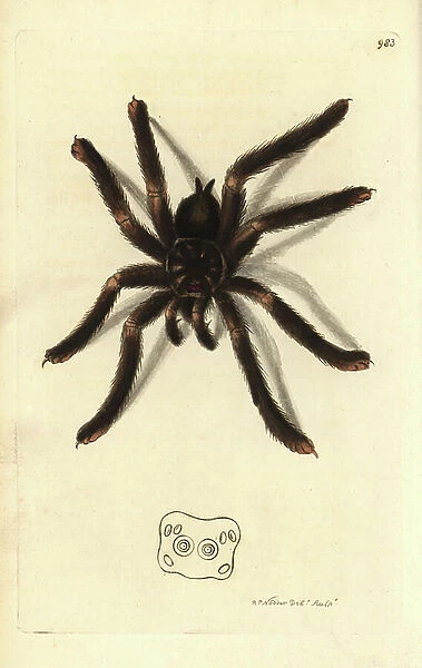 Mygale, Avicularia metallica - Lithography by Richard Polydore Nodder (1774-1823) published in The Naturalist Miscellany, 1812