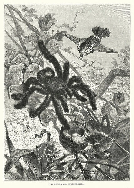 The mygale and humming-birds (engraving)