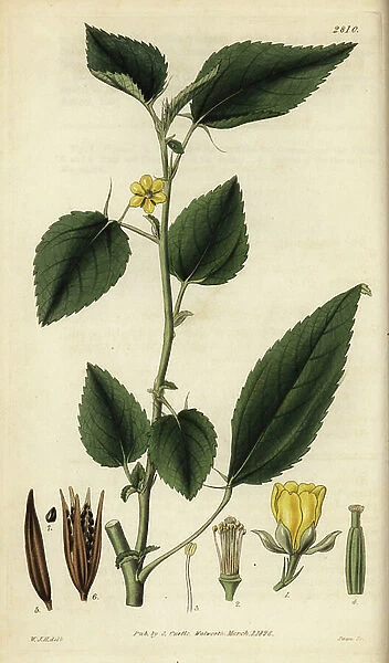 Nalta jute, tossa jute, Jew's mallow, Corchorus olitorius. Handcoloured copperplate engraving by Swan after an illustration by William Jackson Hooker from Samuel Curtis Botanical Magazine, London, 1828