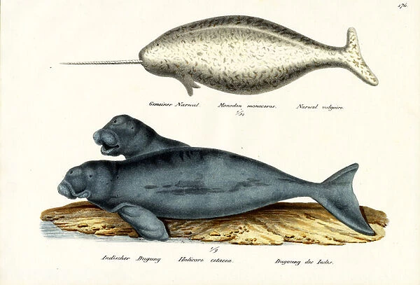 Narwhal, 1824 (colour litho)