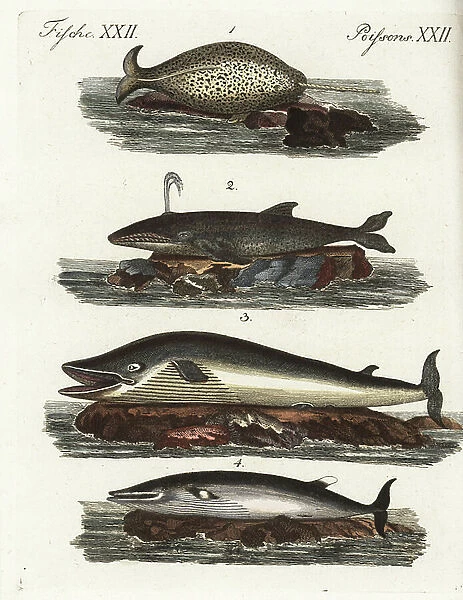 Narwhal (narwhal), Monodon monoceros, near threatened 1, fin whale (fin whale), Balaenoptera physalus 2, 3 endangered, and minke whale (small whale), Hyperoodon ampullatus 4