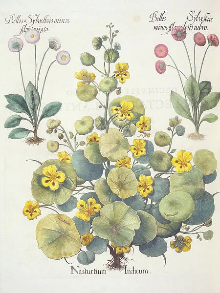 Nasturtiums and Daisies: 1. Nasturtium Indicum; 2. Bellis Sylvestris minor flore plens