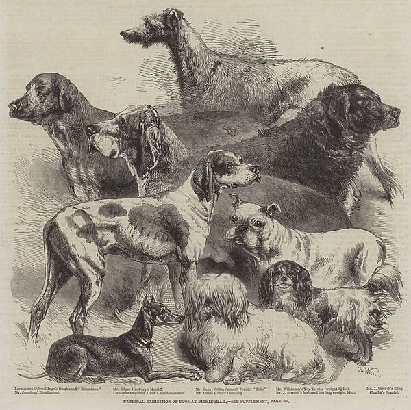 National Exhibition of Dogs at Birmingham (engraving)