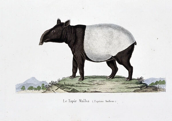 Natural History Plate: Zoological chart representing Le Tapir Maiba (Tapirus Indicus