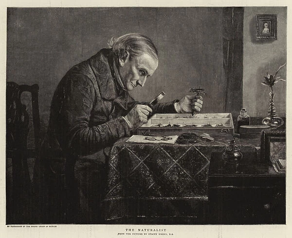 The Naturalist (engraving)