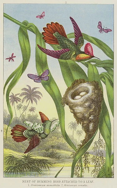 Nest of humming bird attached to a leaf (engraving)