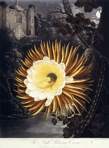 The Night Blowing Cereus, 1800 (coloured engraving)