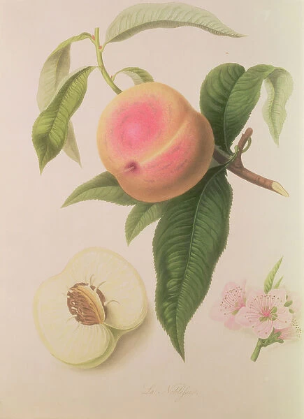 Noblesse Peach
