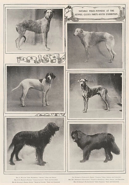 Notable Prize-Winners at the Kennel Club's Forty-Sixth Exhibition (b / w photo)