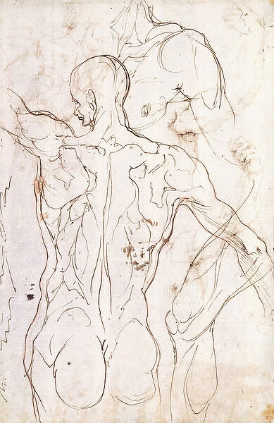 A Nude Seen from Behind, Looking to the Left, and Other Studies of his Left Shoulder