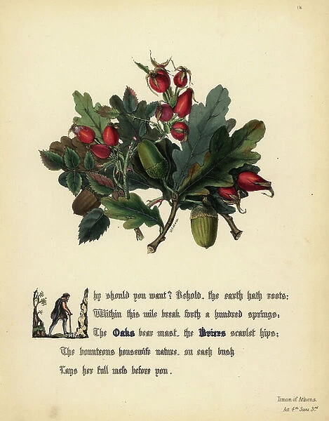 Oaks and Briers (Timon of Athens). Handcoioured botanical illustration drawn and lithographed by Jane Elizabeth Giraud from The Flowers of Shakespeare, Day and Haghe, London, 1845