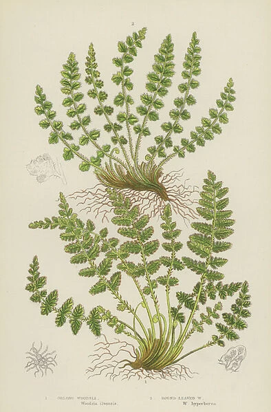 Oblong Woodsia, Round-Leaved Woodsia (colour litho)