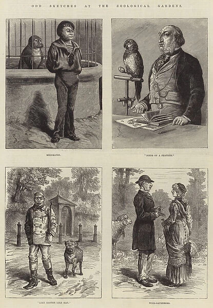 Odd Sketches at the Zoological Gardens (engraving)