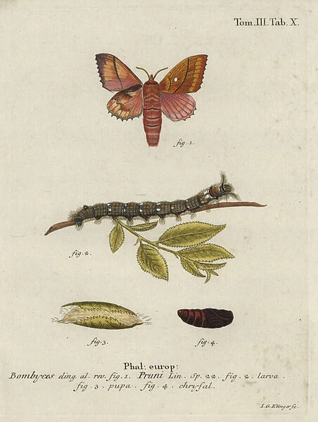 Odonestis pruni moth