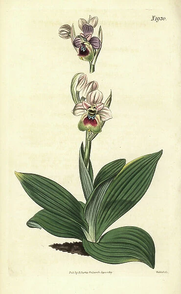 Ophrys guepe or Ophrys tenthrede - Saw-fly orchid, Ophrys tenthredinifera. Handcoloured botanical engraving from John Sims Curtis's Botanical Magazine, Couchman, London, 1817