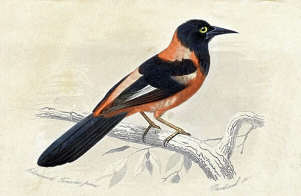 Orange carouge (Xanthorus aurantius) family of passerines - in '' Dictionnaire universel d'Histoire naturelle'' by M. Charles D'Orbigny 1841-1849
