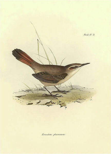 Ornithology: 'Eremobius phoenicurus' described by Charles Darwin during his expedition aboard the Beagle. Plate from 'The zoology of the voyage of H.M.S. Beagle. Flight