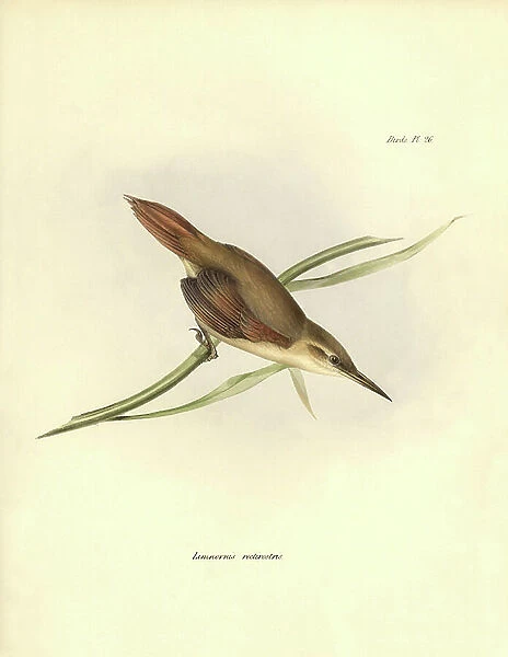 ornithology: 'Limnornis rectirostris' passereau of South America observes and describes by Charles Darwin (1809-1882). Plate from 'The zoology of the voyage of H.M.S. Beagle. Flight