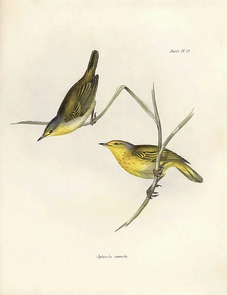Ornithology: ' Sylvicola aureola' finches observed and described by Charles Darwin (1809-1882). Plate from 'The zoology of the voyage of H.M.S. Beagle. Flight