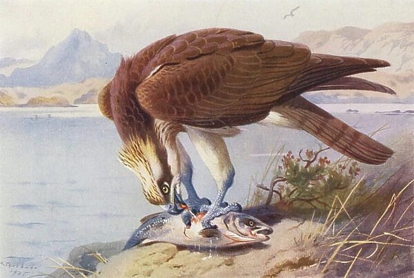 Osprey (colour litho)