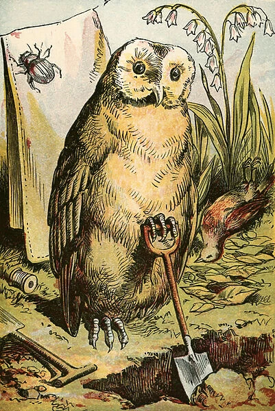 The Owl, the Beetle, and Cock Robin