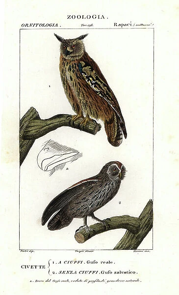 Owl Great Duke or Grand Duke of Europe (Bubo bubo) and Owl Hulotte or Huant Cat (Strix aluco) - Lithography, illustration by Jean Gabriel Pretre (1780-1885) under the direction of Pierre Jean Francois Turpin (1775-1840)