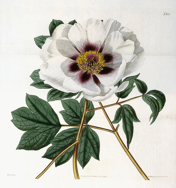Paeonia suffruticosa Andr. var. papaveracea, 1788-1896 (hand-coloured engraving)